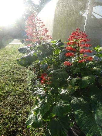 Pagoda Clerodendrum